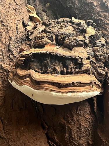 Ganoderma applanatum