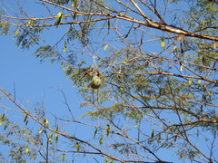 Cucurbita argyrosperma