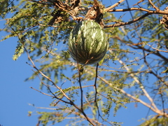 Cucurbita argyrosperma