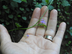 Lobelia goldmanii