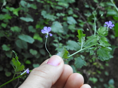 Lobelia goldmanii