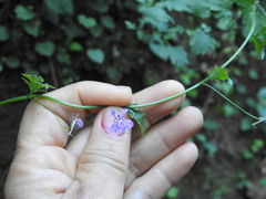 Lobelia goldmanii