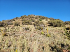 (c) Ricus Nel, some rights reserved (CC BY) Aloe broomii, photograph (c) Ricus Nel, some rights reserved (CC BY)