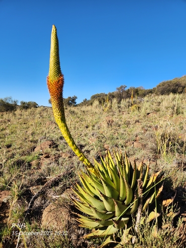 Aloe broomii, photograph 4