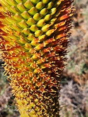 (c) Ricus Nel, some rights reserved (CC BY) Aloe broomii, photograph (c) Ricus Nel, some rights reserved (CC BY)