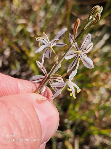 Trachyandra saltii