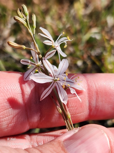 Trachyandra saltii