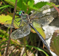 Somatochlora exuberata
