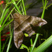 Perigonia lusca - Photo (c) gailhampshire, algunos derechos reservados (CC BY)
