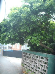 Ficus microcarpa hillii