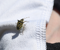 Mormidea triangularis