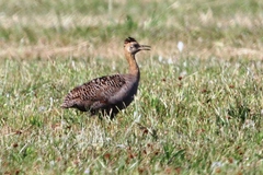 Rhynchotus rufescens