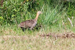 Rhynchotus rufescens