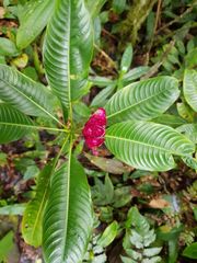 Palicourea chiriquiensis