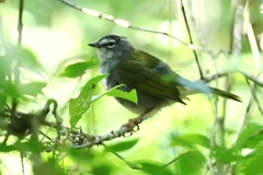 Myiothlypis leucoblephara