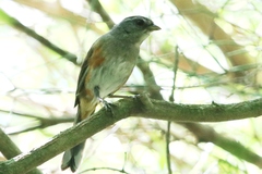 Microspingus cabanisi