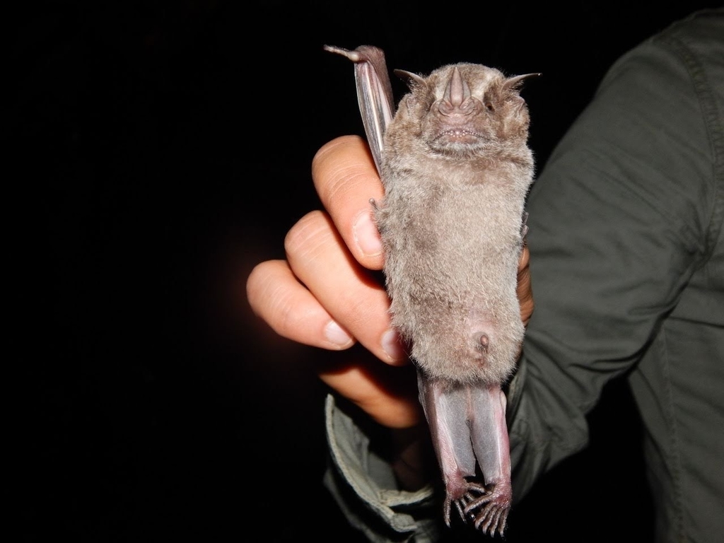 Neotropical Fruit Bats (Plummer Specimen ) · iNaturalist
