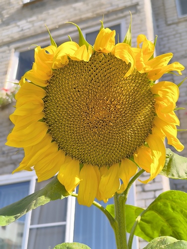 Common Sunflower