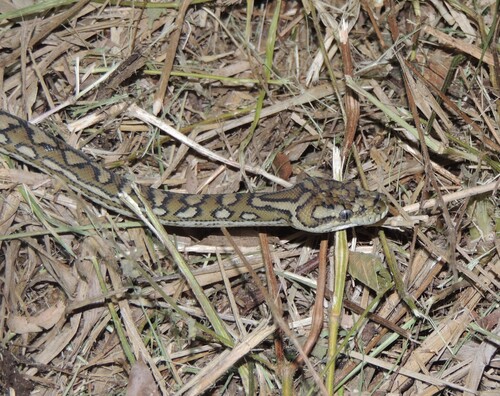 Coastal Carpet Python sighting
