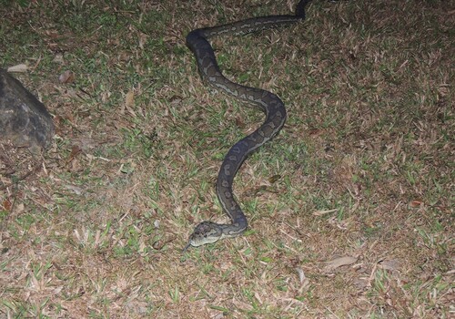 Coastal Carpet Python sighting