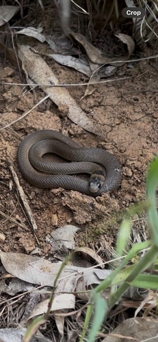 Eastern Brown Snake sighting