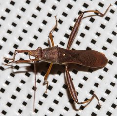 Riptortus annulicornis