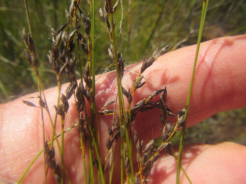 Limestone Veldrush (Schoenus calceolus)