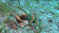 Leptomithrax gaimardii