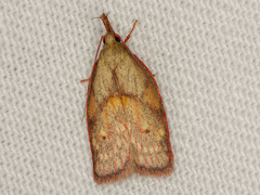 Enchocrates glaucopis