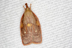 Enchocrates glaucopis