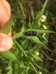 Cosmoscarta exultans