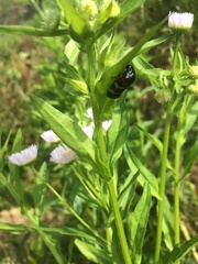 Cosmoscarta exultans