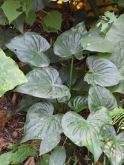 Alocasia cucullata