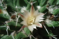 Mammillaria knippeliana