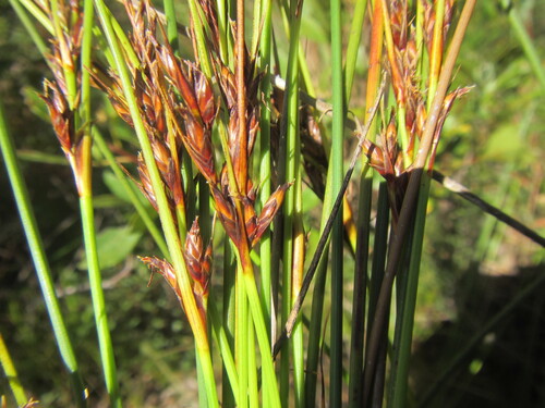 Sand Veldrush (Schoenus arenicola)