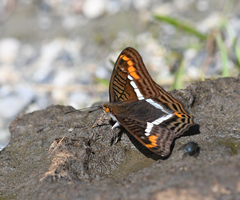 Adelpha corcyra