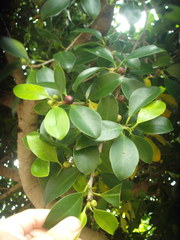 Ficus microcarpa hillii