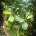 Ficus microcarpa hillii - Photo (c) Stephen Thorpe, μερικά δικαιώματα διατηρούνται (CC BY-NC)