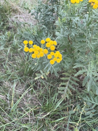 tansy