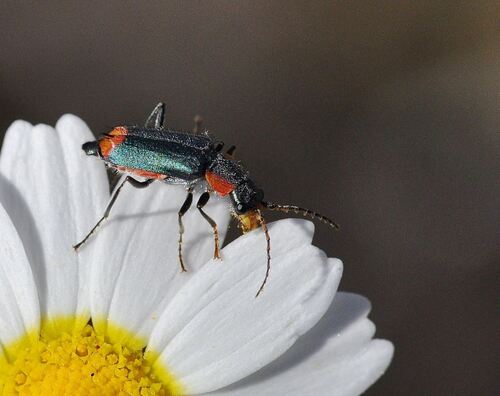 Clanoptilus marginellus (Olivier, 1790)