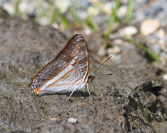 Adelpha corcyra