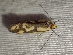 Palimmeces poecilella