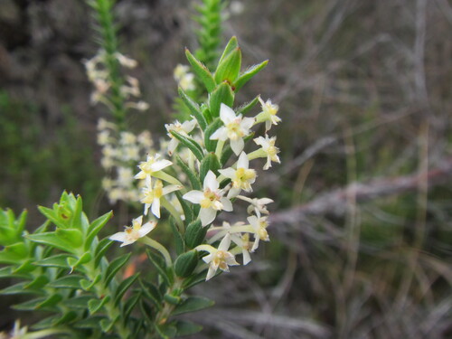 Ribbed Capespray (Struthiola striata)
