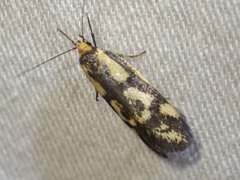 Palimmeces poecilella