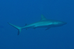 Grey Reef Shark