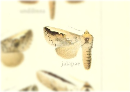 White-headed Prominent