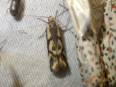 Palimmeces poecilella