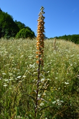 Digitalis ferruginea