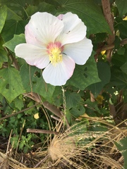 Hibiscus makinoi