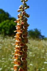 Digitalis ferruginea